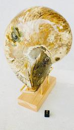 Nautilus - Fossiel skelet - 18 cm - 12 cm