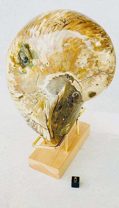 Nautilus - Fossiel skelet - 18 cm - 12 cm, Verzamelen, Mineralen en Fossielen