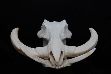 Phacochère africain Crâne - Phacochoerus africanus - 0 cm -