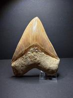 Gigantische Megalodon - Fossiele tand - 14.7 cm, Verzamelen
