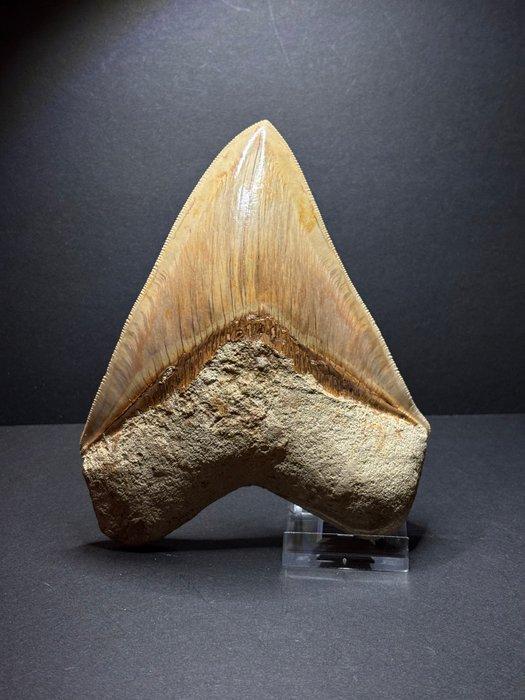Gigantische Megalodon - Fossiele tand - 14.7 cm, Verzamelen, Mineralen en Fossielen