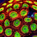 Zoanthus Bowser Frag (2-3 polypen), Dieren en Toebehoren