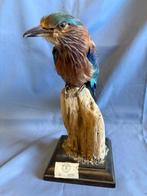 Europa-Roller Taxidermie volledige montage - Coracias, Nieuw