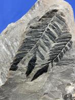 Prachtig koolstofrijk plantfossiel. - Gefossiliseerde plant