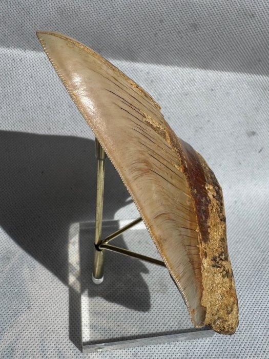 Megalodon - Fossiele tand - Carcharocles megalodon - 13.8 cm, Verzamelen, Mineralen en Fossielen