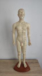 Anatomisch model - Rubber, Hout, Metaal, PVC - 2000-2010 -