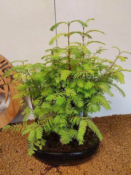 Bonsaï Sequoia côtiers/sapin d’eau (Sequoia) - Hauteur, Antiek en Kunst, Curiosa en Brocante