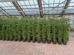 Cipres Leylandii (Cupressocyparis Leylandii Leylandcipres)