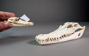 Crocodile du Siam Crâne - Crocodylus siamensis Pair (with