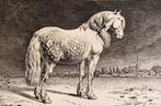 Paulus Potter (1625-1654) - The Frisian Horse, 1652