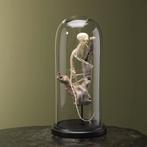 Goudkopleeuwaapje Skelet Taxidermie Opgezette Dieren By Max, Ophalen of Verzenden, Nieuw, Wild dier, Opgezet dier