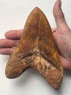 Goliath Megalodon tand 16,3 cm (6,42 inch) - Fossiele tand -