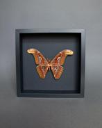 Vlinder Taxidermie volledige montage - Attacus atlas - 25 cm, Verzamelen, Dierenverzamelingen, Nieuw