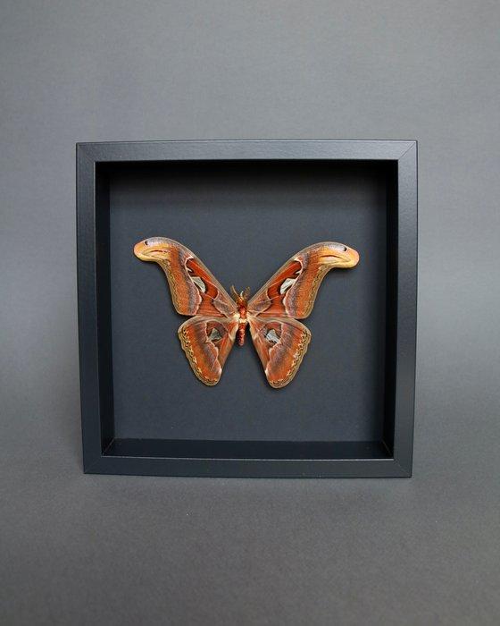 Vlinder Taxidermie volledige montage - Attacus atlas - 25 cm, Verzamelen, Dierenverzamelingen