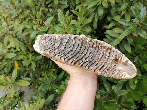 Wolharige mammoet - Fossiele kies - Mammuthus primigenius, Verzamelen, Mineralen en Fossielen