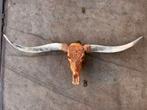 1 Longhorn schedel 160 cm, Ophalen