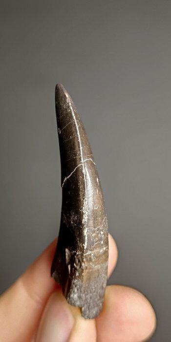 Dinosaurus - Fossiele tand - Allosaurus Fragilis, Verzamelen, Mineralen en Fossielen