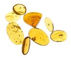 Ambre de Birmanie - Cabochon fossilisé - Lot of 8 pieces,