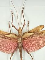 Jungle Nymf Taxidermie volledige montage - Heteropteryx, Verzamelen, Nieuw