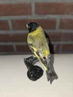 zwartkop sijs Taxidermie volledige montage - Spinus notatus, Verzamelen, Nieuw