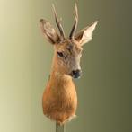 Reebok Zomervacht Taxidermie Opgezette Dieren By Max, Ophalen of Verzenden, Nieuw, Wild dier, Opgezet dier