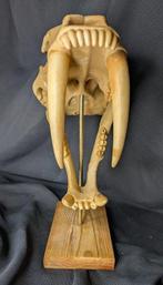 Fossiele schedel - Smilodon - Saber tooth cat - Museum-Grade, Verzamelen