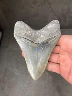 Megalodon - Fossiele tand - Carcharias Megalodon - 12 cm - 9, Verzamelen