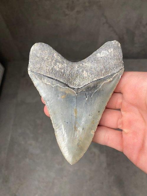 Megalodon - Fossiele tand - Carcharias Megalodon - 12 cm - 9, Verzamelen, Mineralen en Fossielen