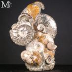 Grote fossiele blok met ammonieten en een nautiloïde –, Verzamelen