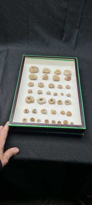 Museum Authentic Ammonite fossils from the Lower Jurassic, Verzamelen, Dierenverzamelingen