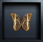Papillon Support de corps entier pour taxidermie - Caligo