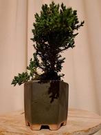 Jeneverbes bonsai (Juniperus) - Hoogte (boom): 12 cm -