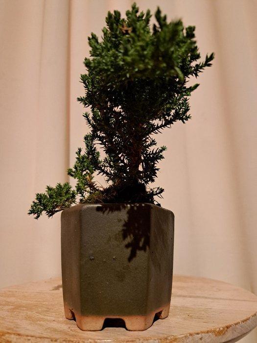 Jeneverbes bonsai (Juniperus) - Hoogte (boom): 12 cm -, Antiquités & Art, Curiosités & Brocante