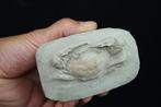 Crabe épineux - Squelette fossile - Charybdis lucifer