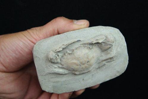 Crabe épineux - Squelette fossile - Charybdis lucifer, Verzamelen, Mineralen en Fossielen