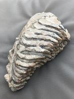 Wolharige mammoet - Fossiele tand - 24 cm - 15 cm