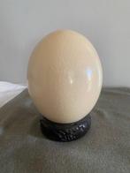 Struisvogel Ei - Struthio camelus egg - 22 cm - 12 cm - 12
