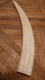 Walrus Tand - Odobenus rosmarus - 44 mm - 0 mm - 0 mm- CITES, Verzamelen, Dierenverzamelingen, Nieuw