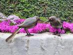 Figurine - Twee vogels - Bronze
