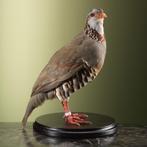 Barbarijse Patrijs Taxidermie Opgezette Dieren By Max, Ophalen of Verzenden, Nieuw, Vogel, Opgezet dier