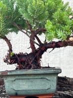 Jeneverbes bonsai (Juniperus) - Hoogte (boom): 17 cm -