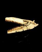 Mosasaure - Crâne fossile - Mosasaurus sp. - 38 cm - 53 cm, Verzamelen