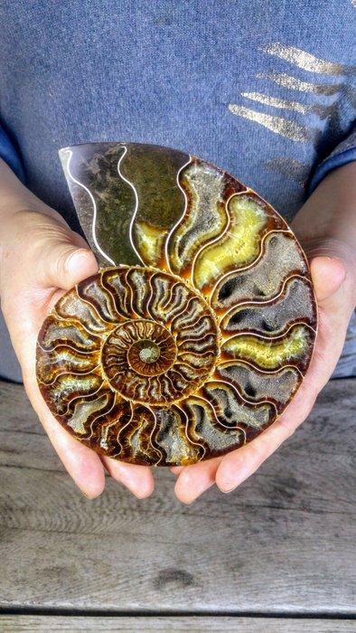 Fossielen Ammoniet Nautilus - Fossiel skelet - Cleoniceras -, Verzamelen, Dierenverzamelingen