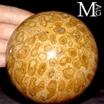 Fossiele koraalbolletjes Fossiele bol in madreporisch koraal, Verzamelen