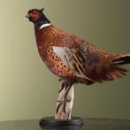 Fazant Taxidermie Opgezette Dieren By Max, Ophalen of Verzenden, Nieuw, Vogel, Opgezet dier