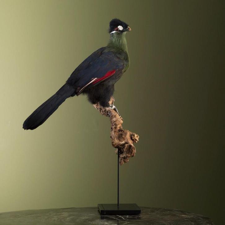 Hartlaubs Toerako Taxidermie Opgezette Dieren By Max, Verzamelen, Dierenverzamelingen, Opgezet dier, Nieuw, Vogel, Ophalen of Verzenden