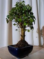 Bonsaï Troène (Ligustrum) - Hauteur (arbre) : 22 cm -