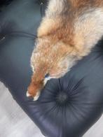 Renard roux Support de corps entier pour taxidermie - Vulpe, Collections, Collections Animaux