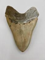 otodus megalodon - Fossiele tanden - otodus megalodon - 5.76, Verzamelen, Mineralen en Fossielen