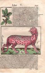 Sebastian Munster, 1560 - 4 fogli con 14 xilografie della